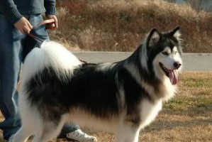 阿拉斯加长毛犬（探索阿拉斯加长毛犬毛发生长周期的奥秘）