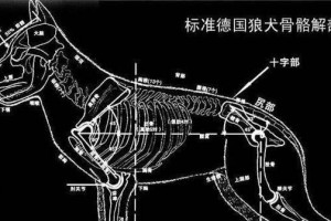 如何科学养护德国牧羊犬（全面了解德国牧羊犬，让它健康成长）