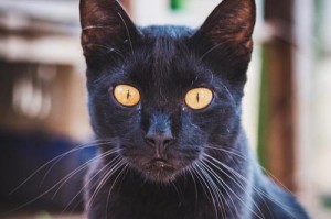 中国土猫的品种多样性（了解中国土猫的不同品种及其特点）
