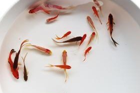 五花长尾草金鱼的饲养方法（打造清新水族箱宠爱五花长尾草金鱼）