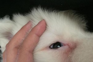 如何发现萨摩耶犬身上的寄生虫（宠物爱好者必读！寄生虫检测方法大全）