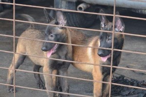 以马犬与杜高（比较两种宠物的特点和优点，让你做出明智的选择）