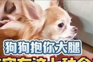 狗为什么喜欢抱腿？（探究狗狗抱腿行为的原因和意义）