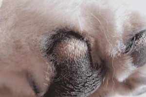 狗狗败血症的诊断和治疗（详解狗狗败血症的确诊方法以及预防措施）