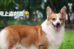狗为何有尾巴？（探究狗为何具备尾巴的重要功能）