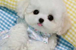 比熊幼犬脚部颜色的变化及意义（比熊幼犬脚部颜色的多样性与遗传关系）