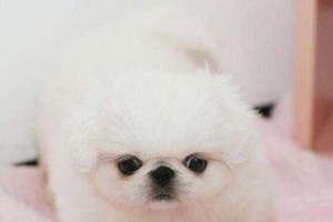 如何让京巴剪毛更美观（以宠物为主，实用技巧来剪毛）