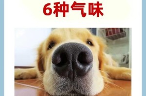 为什么狗狗会臭味四溢？（探究狗狗臭味的原因以及如何解决）