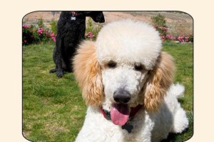 为什么人们更倾向于饲养泰迪犬而不是巨型贵宾犬？（探讨巨型贵宾犬的缺点及其与泰迪犬的比较）