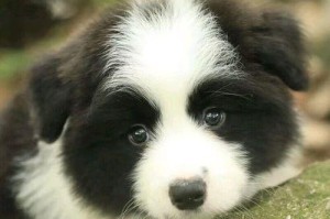 边牧犬（探索边牧犬的智商与工作能力）