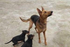 如何识别纯种昆明犬？（以宠物为主，教你准确鉴别）
