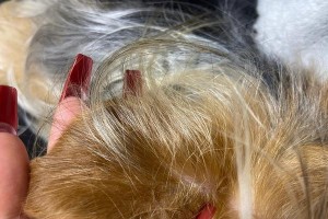 探究约克夏竖耳朵的方法与技巧（帮助爱犬拥有迷人竖耳的秘诀与建议）