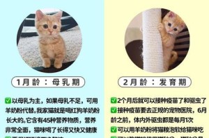小奶猫的饮食需求与禁忌（了解小奶猫的饮食习惯与健康管理）