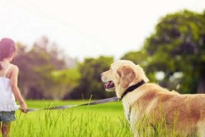 训练宠物狗听话的技巧（15个有效方法帮你培养乖巧听话的狗狗）