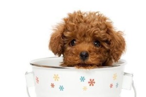 如何照顾幼犬（宠物初学者必备指南）