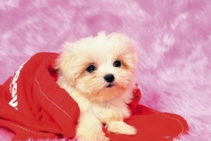 狗狗喉咙有异物引起咳嗽该如何处理？（解决宠物呼吸问题的几个小技巧）