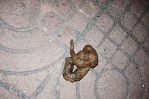 狗狗大便带鼻涕状东西是什么？（揭开狗狗排泄异常背后的秘密）