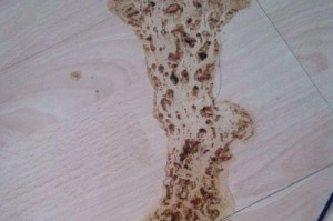 小狗出生后的饮食问题解决策略（狗宝宝的喂养指南，从吃到吐怎么解决）