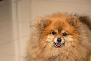 德国狐狸犬的饲养方法（以宠物为主，让你的狐狸犬健康快乐成长）
