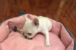 法斗犬饮食管理的重要性（科学合理的喂养频率关乎犬只健康）