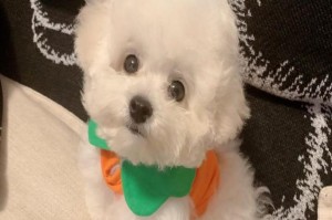 比熊犬价格和养护指南（了解比熊犬的价格和养护要点，让您更好地照顾您的毛茸茸的伙伴）