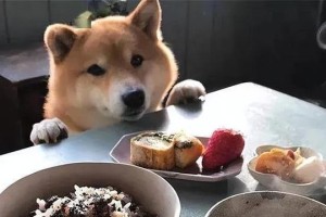 合理控制狗狗的饮食时间和量，（让宠物狗健康成长的重要饮食规划）