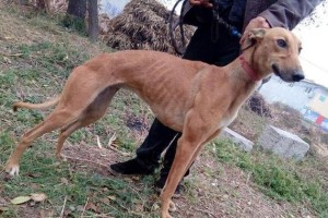 灵兽护卫——灵兽犬饲养指南（了解灵兽犬的特点，做好饲养准备，助力宠物健康成长）