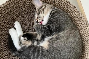 猫咪夜间奇遇（探寻猫咪夜行的秘密，揭开它们的夜晚乐趣）