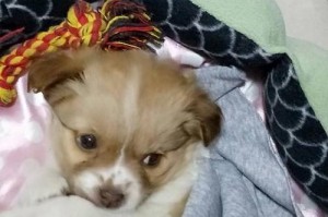 6个月的蝴蝶犬（一起探索世界的忠诚陪伴）