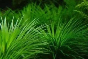 水质对水草的影响（水质参数对水草生长的重要性及相关研究进展）