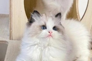 宠物猫猫价格揭秘（7种常见猫猫价格对比及购买建议）
