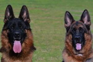 德国牧羊犬的价格及特点（了解德国牧羊犬的价格和个性，选择最适合自己的宠物伴侣）