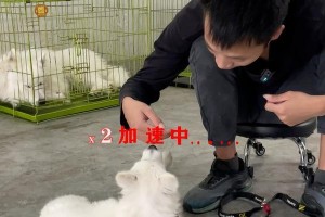 以什么狗都可以训？（探索不同品种狗的训练潜力）