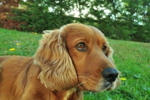 打造最美可爱的宠物——美容可卡犬（让你的可卡犬更加迷人，养成健康的美容习惯）