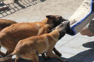 如何正确给马犬洗澡（以宠物为主，注意健康与安全）