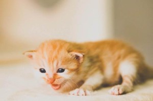 探寻最可爱的猫咪——它到底是什么猫？（揭开最可爱猫咪的神秘面纱，让我们一起探索吧！）