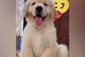 养金毛的每月花销究竟如何？打工人养得起吗？（探究养金毛的成本与打工人的经济承受能力）