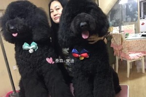 可爱黑泰迪公的起名大全（15个独特可爱的名字为你的黑泰迪公增添魅力）