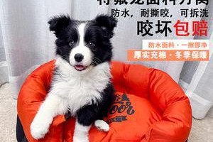 如何清洗狗狗的窝（选择合适的清洁方法，让狗狗的窝始终清洁舒适）