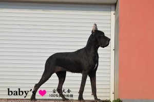 大丹犬身上有伤口能不能洗澡？（安全洗澡技巧及伤口护理要点）