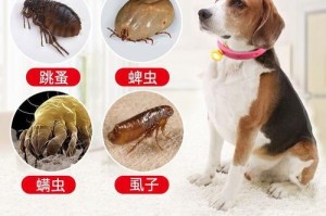 如何彻底清除狗狗身上的虱子？（简单步骤让你的宠物远离虱子困扰）