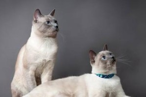 新加坡猫的饲养方法（宠物养殖必知，了解新加坡猫的饲养秘籍）