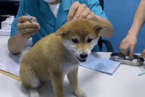 小狗初来乍到的养护指南（小狗打针，健康有保障）