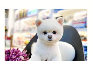 探索博美犬“俊介”的特点与魅力（了解博美犬“俊介”的性格、外貌和训练要点）