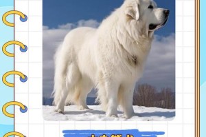 如何选择适合新手的狗狗（以干净和温顺为重点的大型犬品种推荐）