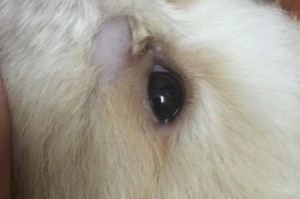 揭秘狗狗频繁掉毛的原因（探究狗狗掉毛的诸多成因，让宠物爱好者更好地呵护伙伴健康）