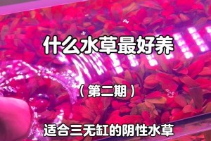 长期养水草的最佳选择是什么？（探究最适合长期养殖的水草种类及方法）