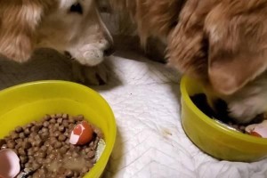 金毛犬怀孕期的饮食需求和注意事项（为您的母犬提供全面营养支持，让怀孕更加健康）