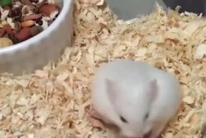夏天仓鼠怀孕的关键因素及注意事项（夏季环境、饮食与生活习性对仓鼠怀孕的影响）