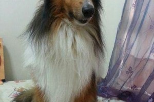苏格兰牧羊犬为何爱吃纸？（宠物养护中需注意的问题）